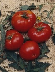 Bigdena